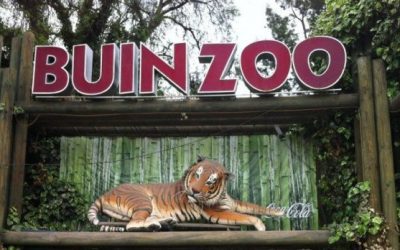 Salida Pedagógica a Buin Zoo